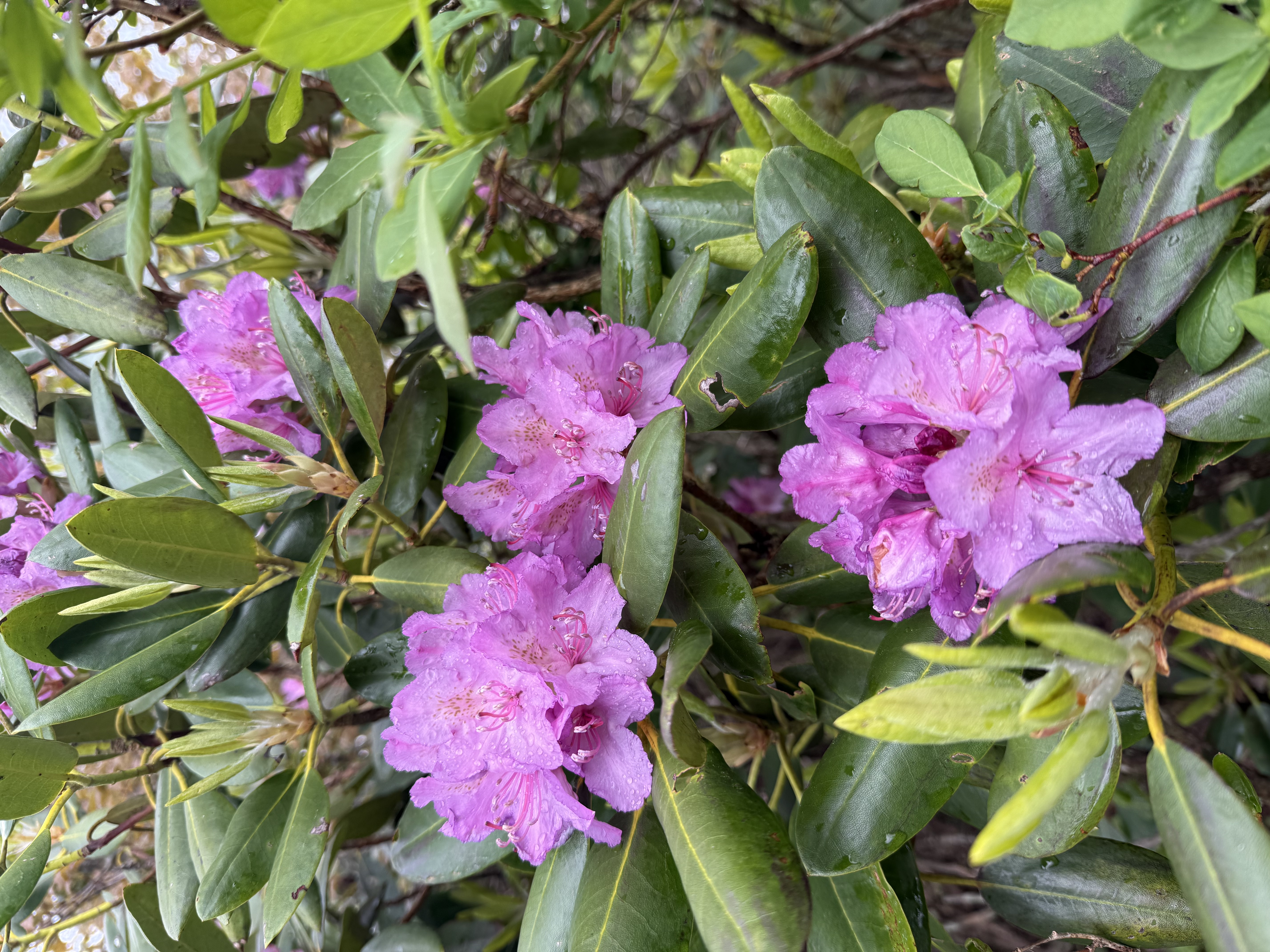 Rhododendrons in bloom