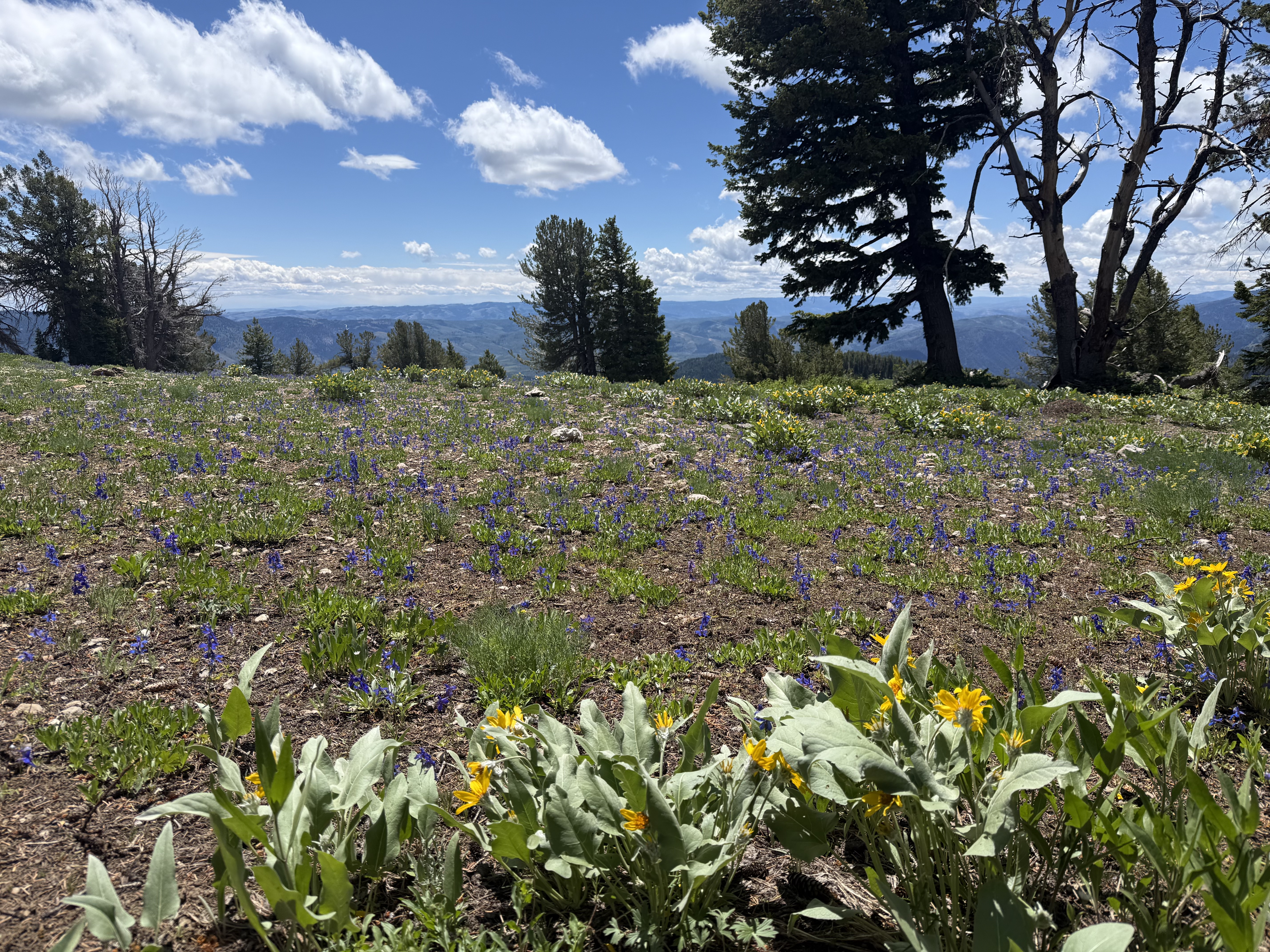 Grove of wildflowers