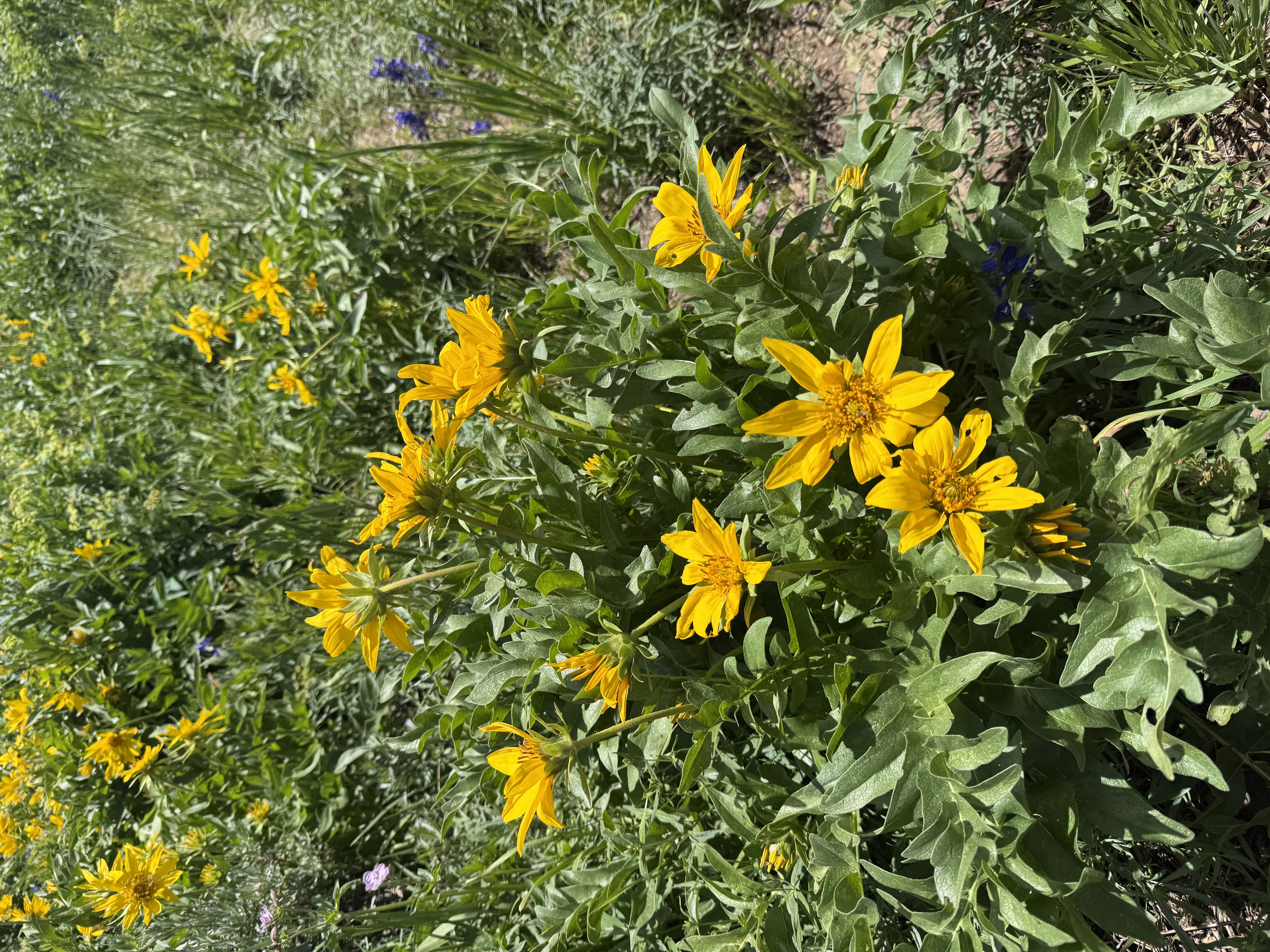 Wild sunflowers
