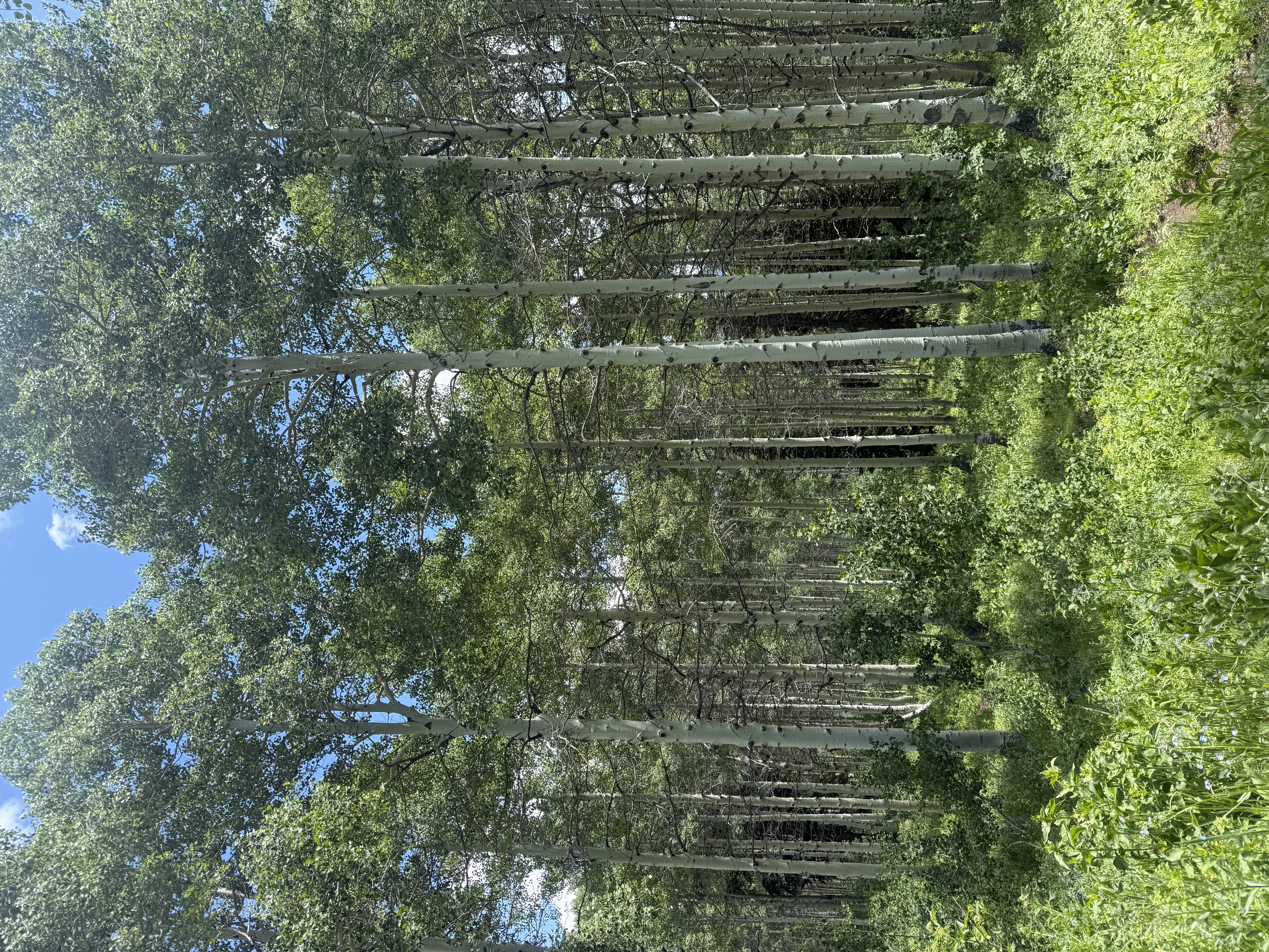 Aspen grove near trailhead